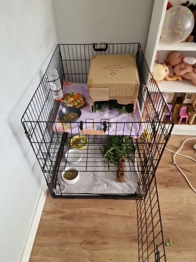2 Male White Guinea Pigs + Cage