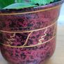 2 Plants Cuban Oregano Image 5