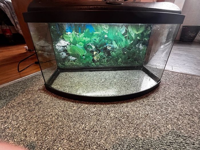 fish