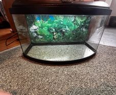fish