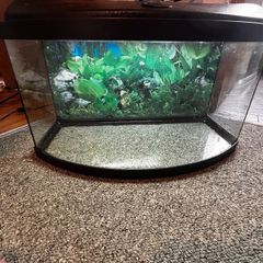 fish