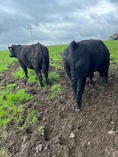 Angus bulls