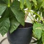 Large Fatsia Japonica Image 3