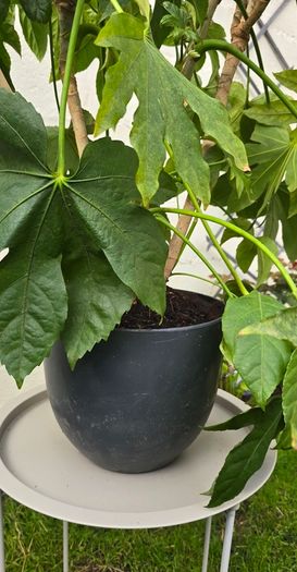 Large Fatsia Japonica