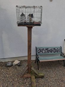 Bird feeder cage