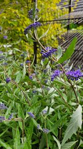 Blue Spirea Caryopteris Flowering Shrubs