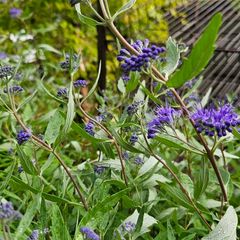 Blue Spirea Caryopteris Flowering Shrubs