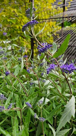 Blue Spirea Caryopteris Flowering Shrubs