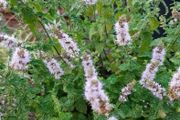 strawberry mint