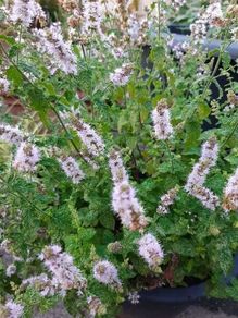 strawberry mint