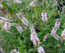 strawberry mint