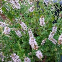 strawberry mint