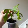 plant mini monstera Image 3