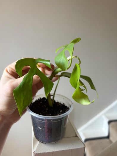 plant mini monstera