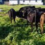 Angus bull and heifer runners Image 7