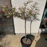 Flamingo Tree (Salix Integra) Image 4