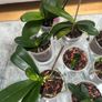 Orchids plants x8 Image 4