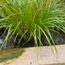 pond plants Image 3