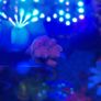 SPS Coral Frags Image 3