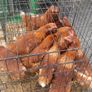 Laying hens Image 4