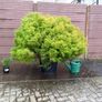 cryptomeria japonica elegans Image 3