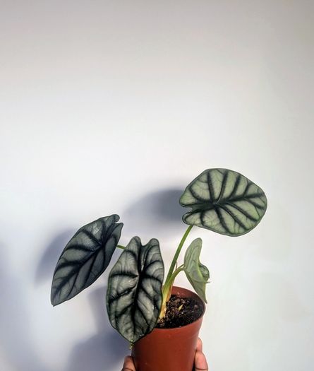 Alocasia Silver Dragon Plant
