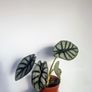 Alocasia Silver Dragon Plant Image 3