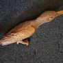 Bronze model of a kingfisher. Image 2
