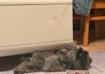 lionhead dwarf bunny