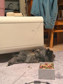 lionhead dwarf bunny