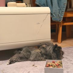 lionhead dwarf bunny