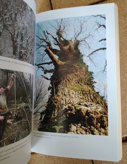Wild Woods The Magic of Irelands Native Woodlands by Richard Nairn