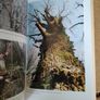 Wild Woods The Magic of Irelands Native Woodlands by Richard Nairn Image 5