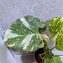Monstera Thai Constellation Plant Image 2
