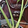 No.3 Monstera Burle Marx Flame Image 7