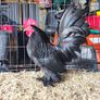 bantams Image 4