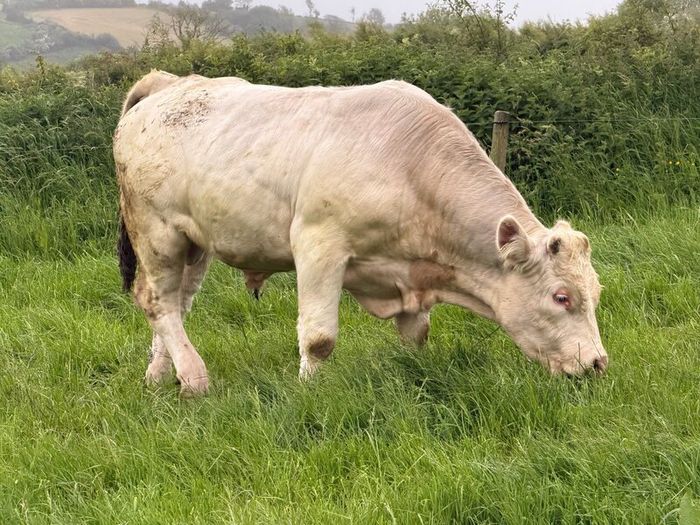 Bull