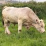 Bull Image 6