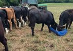 4 and 5 star limousine and Hereford heifers