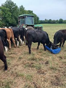 4 and 5 star limousine and Hereford heifers