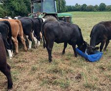 4 and 5 star limousine and Hereford heifers
