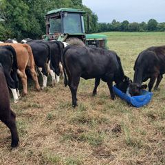 4 and 5 star limousine and Hereford heifers