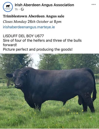 2 select Aberdeen Angus bulls & 2 choice heifers