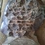 Ammonite statue Image 10