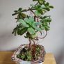 Aeonium haworthii Kiwi'  bonsai succulent tree in the vintage  ceramic bowl Image 4