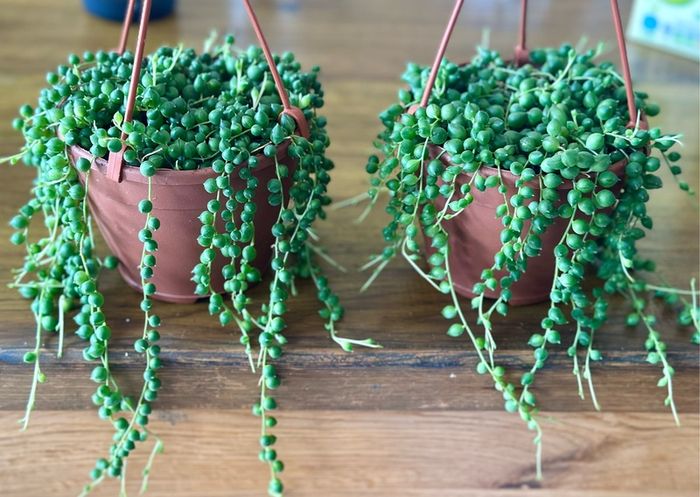 String of pearls in 12cm hanging pot and 20cm in length