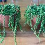 String of pearls in 12cm hanging pot and 20cm in length Image 4