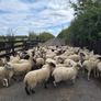 Ewe Hoggets for sale Image 7