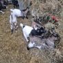 Pigmy goats Image 4