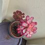 aeonium succulent for sale Image 2